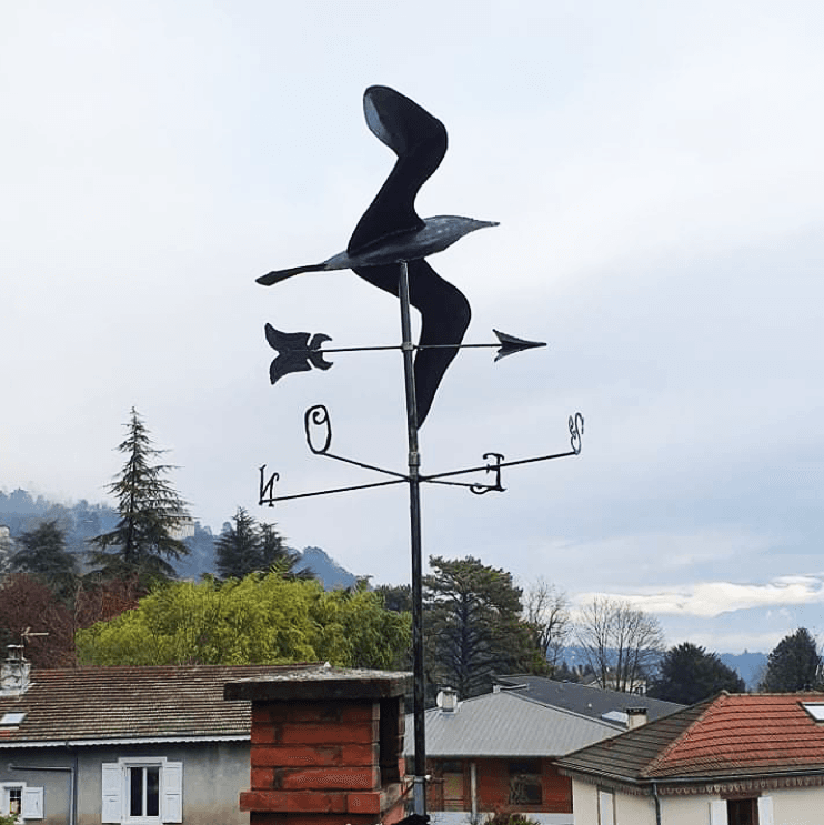 Albatros